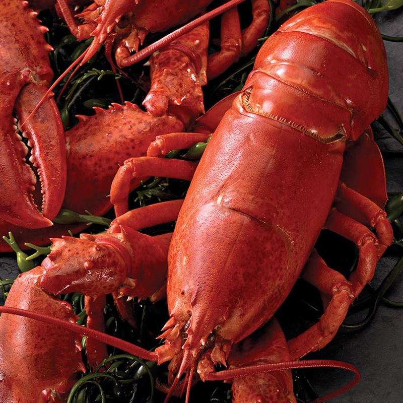 Live Maine Lobster (1.25 lb) image