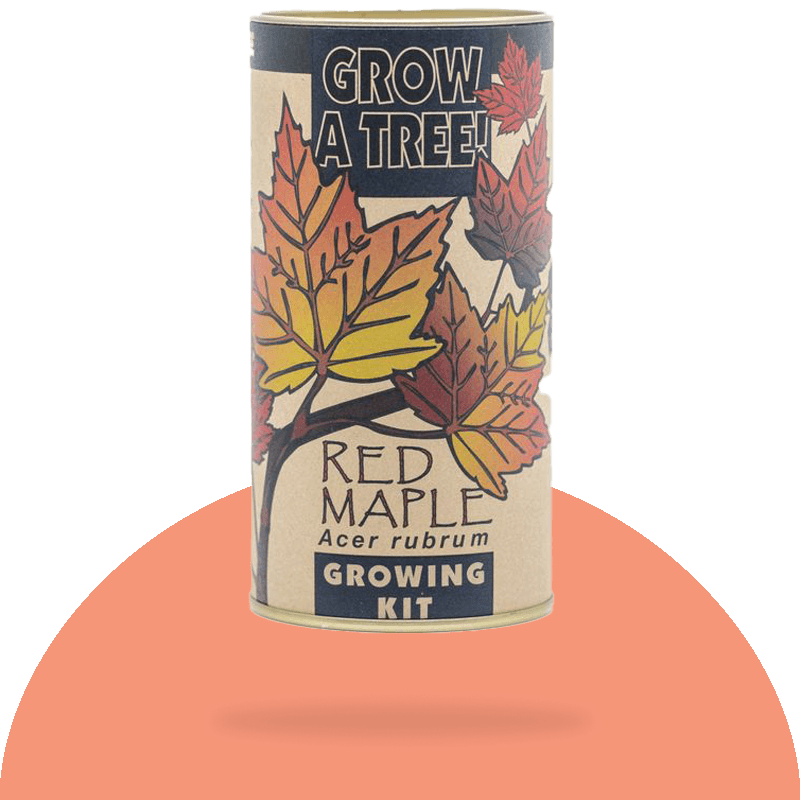 Red Maple - Seed Kit 4 oz image