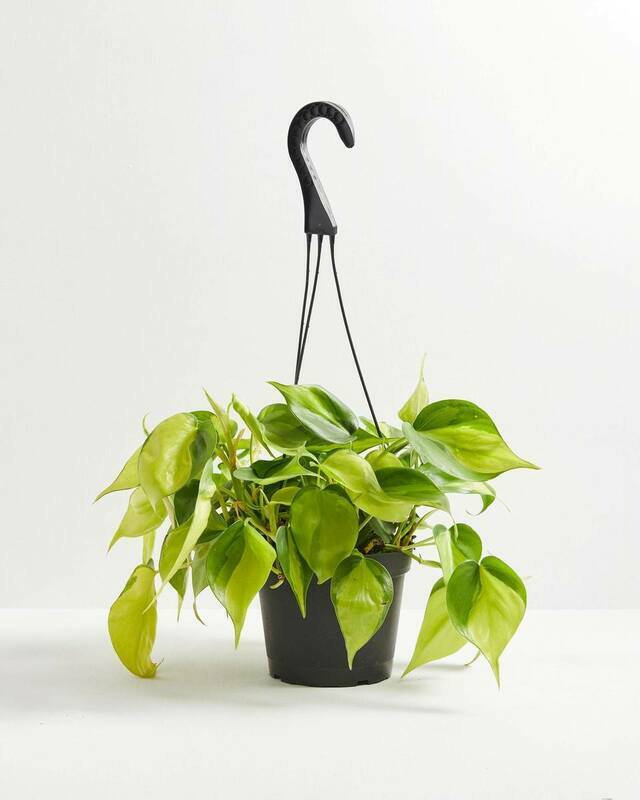 Sweetheart Vine & Chai Eco Pot - Medium image