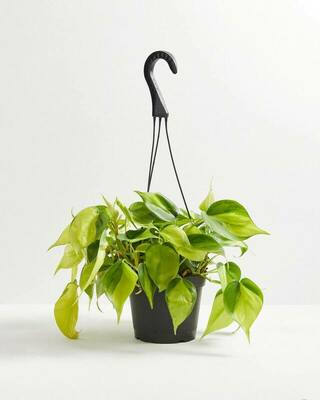 Sweetheart Vine & Chai Eco Pot - Medium