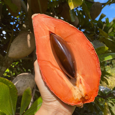 Large Mamey Sapote Box (8-10 lbs.) image