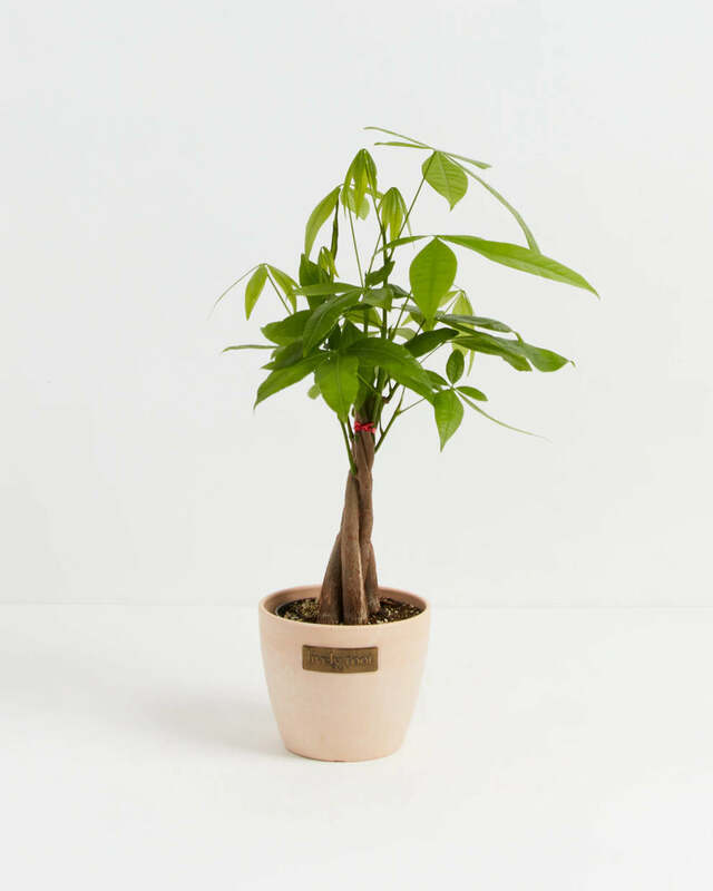 Money Tree & Macadamia Eco Pot - Small image