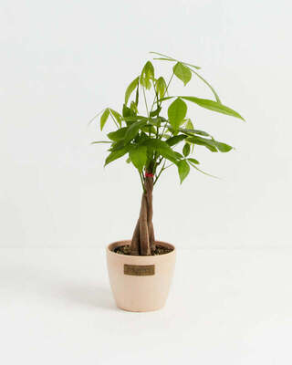 Money Tree & Macadamia Eco Pot - Small