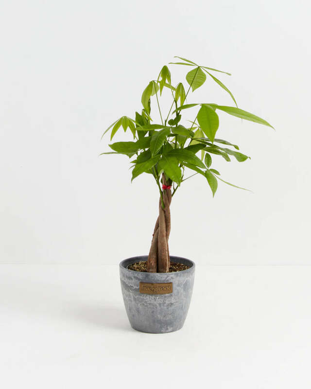 Money Tree - Early Grey image