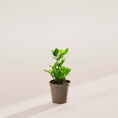 ZZ Plant -Grower
