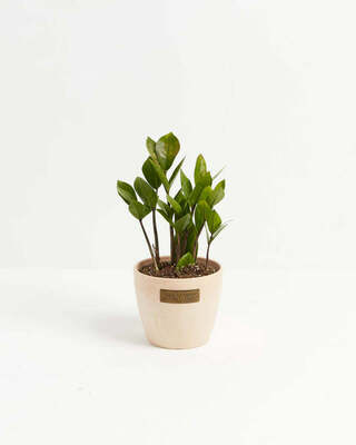 ZZ plant - Macadamia image