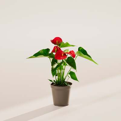 Flamingo Flower - Grower Pot