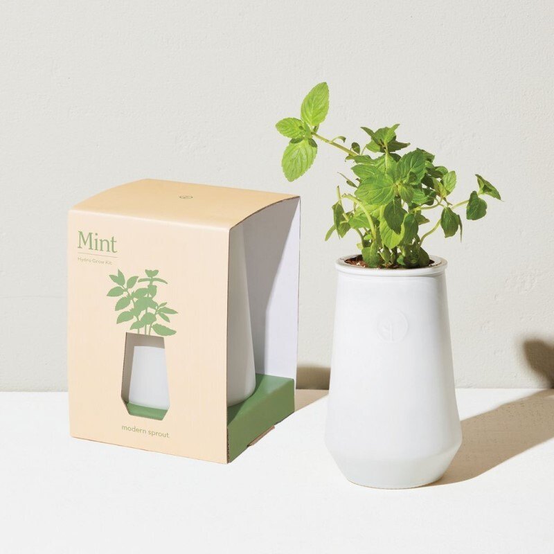 Tapered Tumbler Hydroponic Grow Kit - (Mint) image