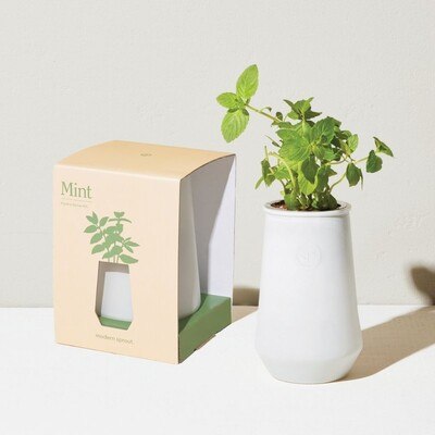 Tapered Tumbler Hydroponic Grow Kit - (Mint)