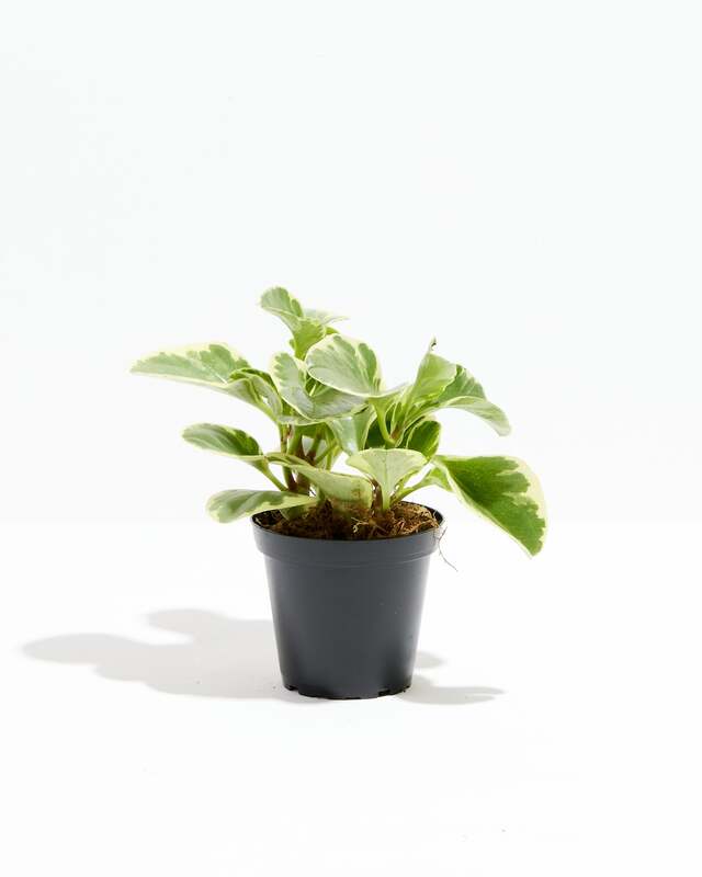 Variegated Baby Rubber Plant - Grower Pot image