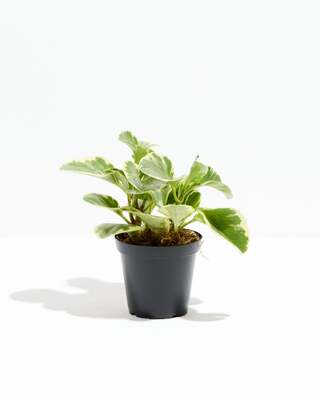 Variegated Baby Rubber Plant - Grower Pot