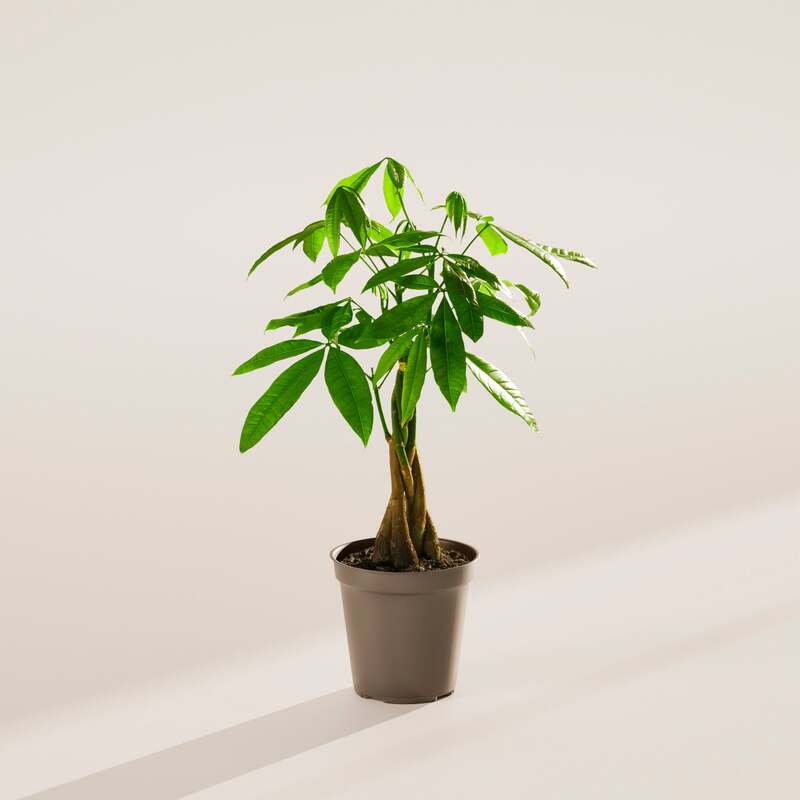 Money Tree - Grower  image