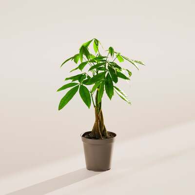 Money Tree - Grower  image