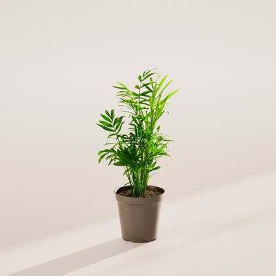 Neanthe Bella Parlor Palm - Grower image