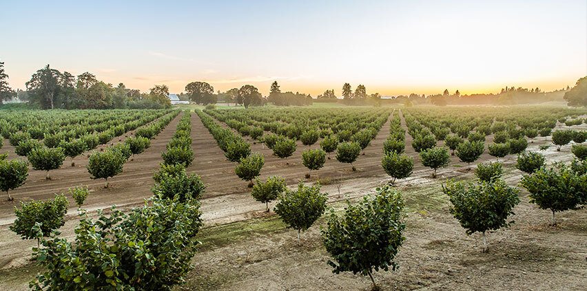 Oregon Orchard-carouselImage-https://images.snackmagic.com/spree/provider_carousel_image/1492/bulk_medium/mw9poddl0d46nttq2kxjju2et899.?1762162941