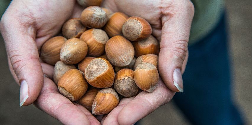 Oregon Orchard-carouselImage-https://images.snackmagic.com/spree/provider_carousel_image/1492/bulk_medium/zmbwy749il9620jjlrfungkwxlu8.?1762162958