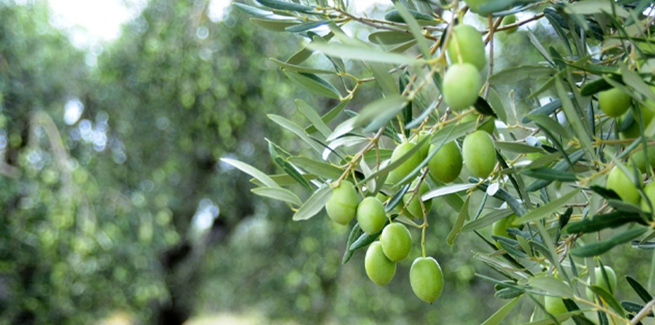 Yanni's Olive Grove-carouselImage-https://images.snackmagic.com/spree/provider_carousel_image/2228/bulk_medium/jnmbcnvgw92odadzs8yj1734ixmu.?1762162049