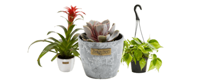 Plants